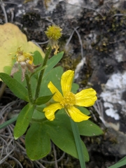 Ranunculus creticus, photograph (c) Marios Thoma, some rights reserved (CC BY)