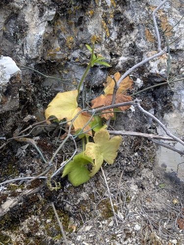 Ranunculus creticus, photograph 5