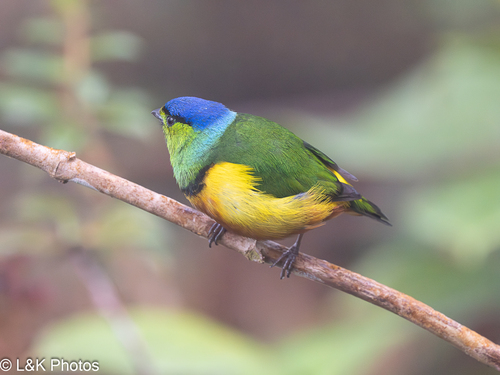 Chestnut-breasted Chlorophonia (Chlorophonia pyrrhophrys), photo 5