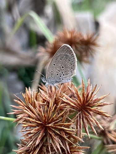 Lesser Grass Blue