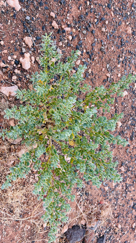 Tetraena decumbens