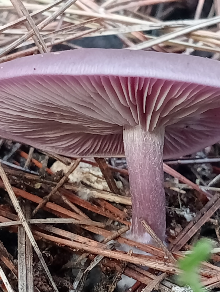 Collybia sordida · December 2025 · photo: © alejanroza (iNaturalist, cc-by)