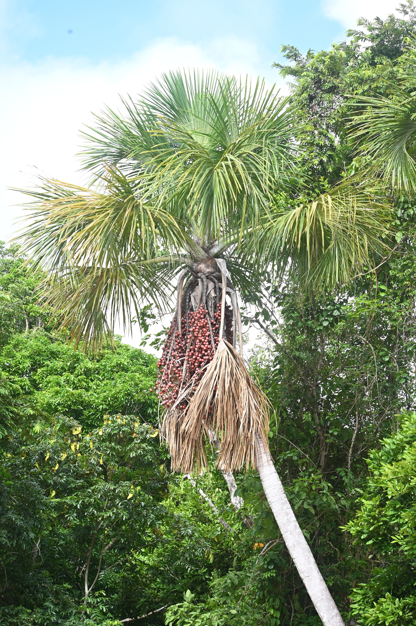 Mauritia flexuosa