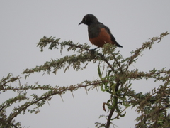 Lamprotornis pulcher