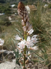 Asphodelus albus