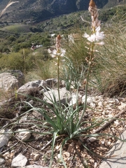 Asphodelus albus