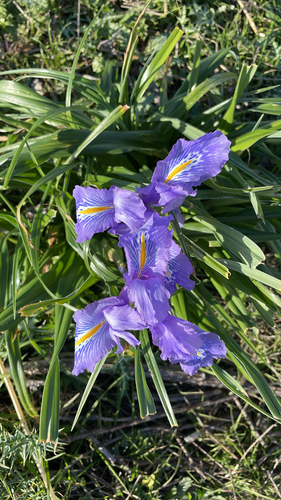 Iris planifolia