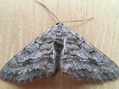 Stenoporpia pulmonaria