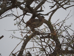 Pternistis bicalcaratus