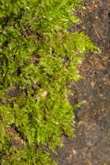 Rhynchostegiella tenella
