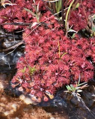Drosera kaieteurensis