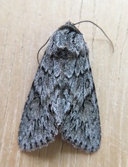Andropolia aedon