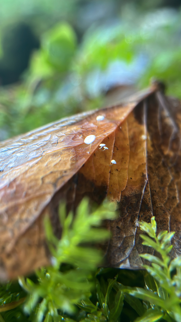Marasmius epiphylloides · December 2025 · photo: © daniel_castanhal (iNaturalist, cc-by)