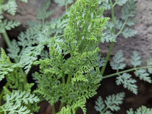 Todaroa aurea