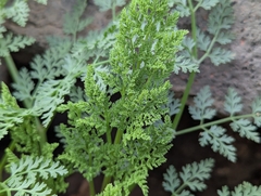 Todaroa aurea