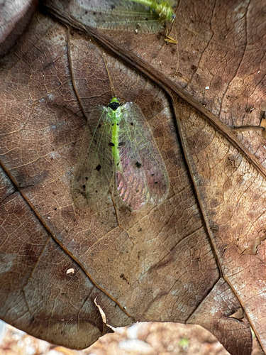 Parankylopteryx polysticta