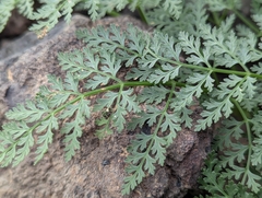 Todaroa aurea, photograph Attila Oláh, CC BY, iNaturalist via GBIF