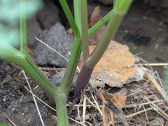 Todaroa aurea, photograph Attila Oláh, CC BY, iNaturalist via GBIF