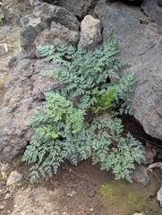 Todaroa aurea, photograph Attila Oláh, CC BY, iNaturalist via GBIF