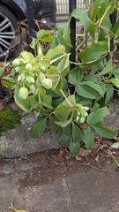 Helleborus argutifolius