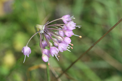 Allium cernuum