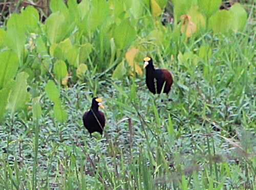 Northern Jacana