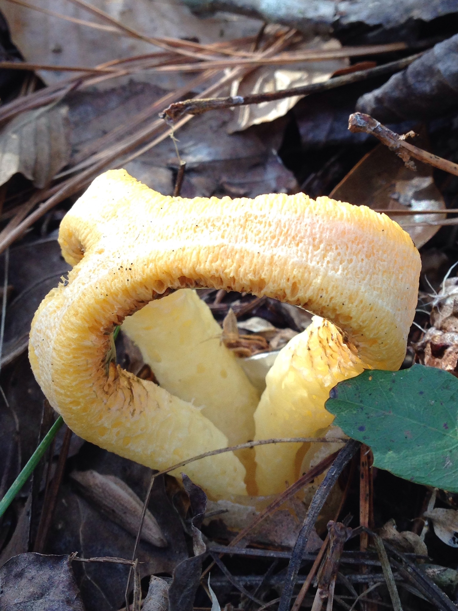Clathrus columnatus image