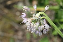 Allium cernuum