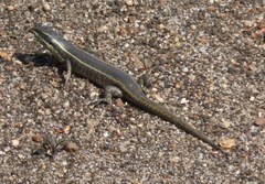 Trachylepis mlanjensis
