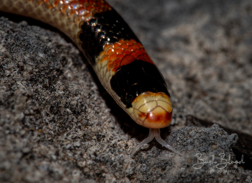 Black-naped Burrowing Snake