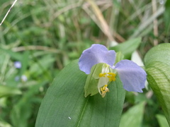 Commelina communis communis
