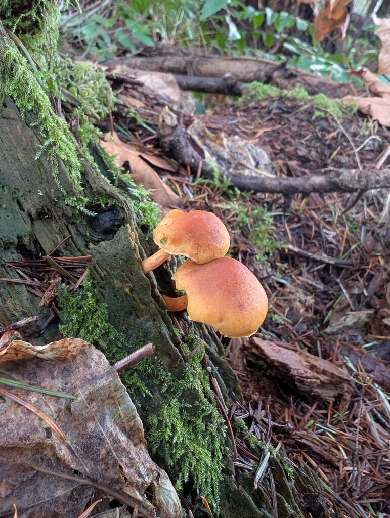 Gymnopilus sapineus · December 2025 · photo: © michaelshan (iNaturalist, cc-by-nc)