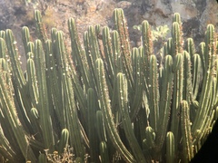 Myrtillocactus schenckii