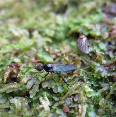 Dilophus segnis