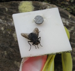 Calliphoroides antennatis