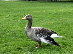 Anser anser