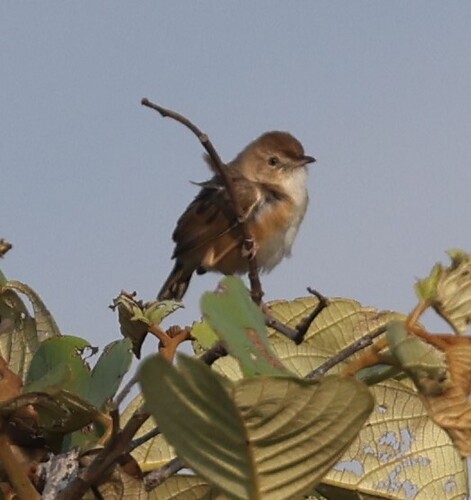 iNaturalist image