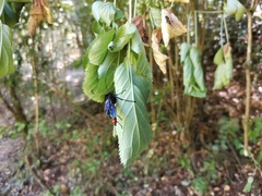 Elaphroptera