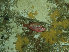 Heteropriacanthus carolinus