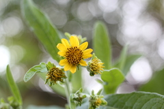 Verbesina subcordata