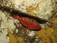 Heteropriacanthus carolinus