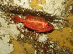 Heteropriacanthus carolinus
