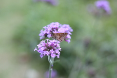 Cymaenes odilia