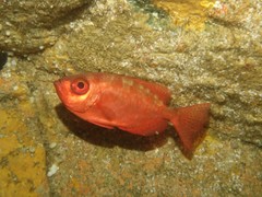 Heteropriacanthus carolinus