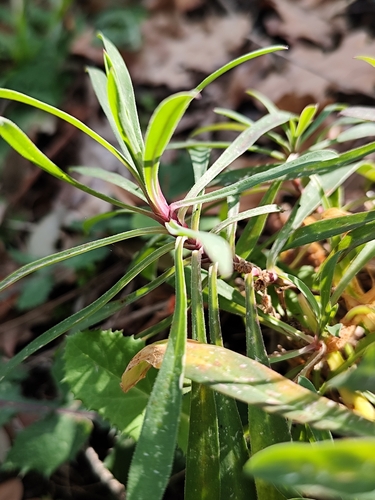 Euphorbia characias iNat (1)