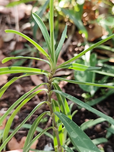 Euphorbia characias
