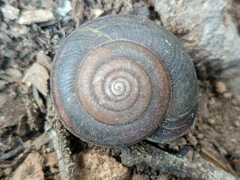 Helminthoglypta sanctaecrucis