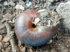 Helminthoglypta sanctaecrucis