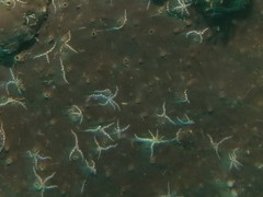 Ophiactis