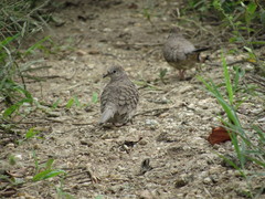 Columbina inca